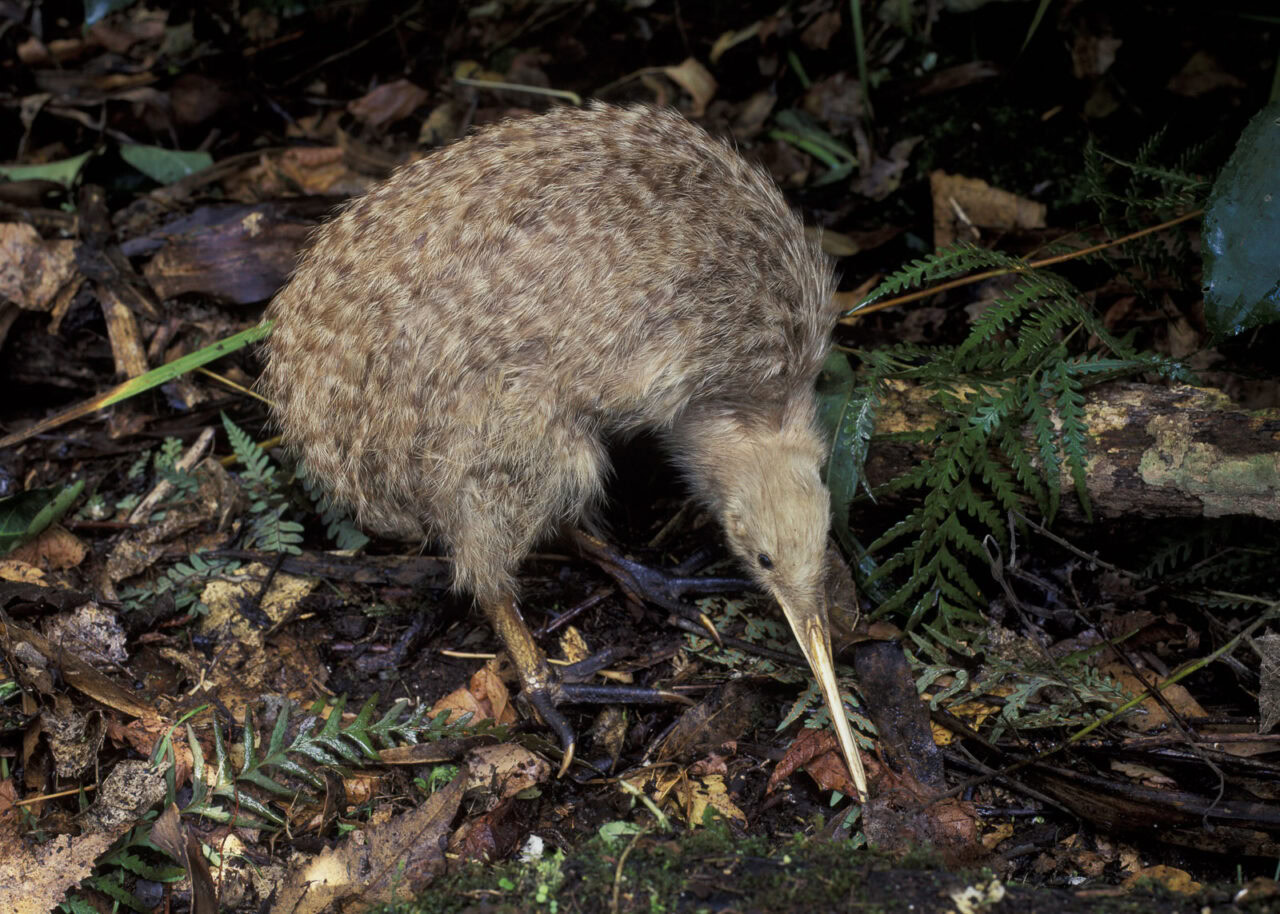new-zealand-kiwi-bird-1280x914-1 New Zealand, a little spotted kiwi bird.
